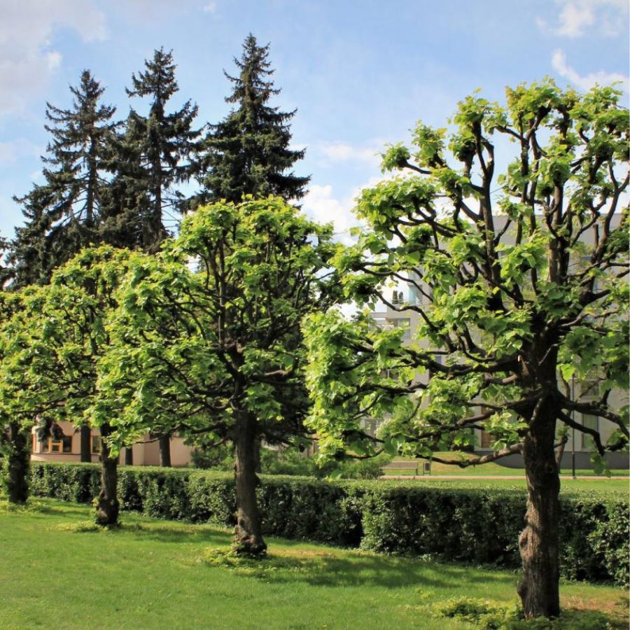 <p>Rīgas centrā iestādīs teju pussimts kokus</p>