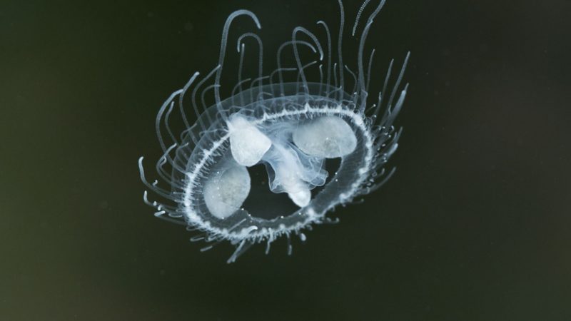 Jauna medūza